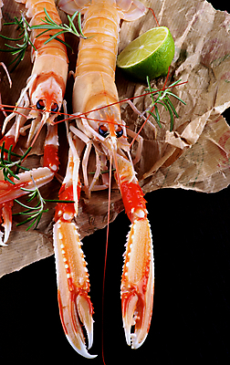 포토 JPG 해외이미지 전신 음식 오렌지 새우 갑각류 사람없음 빨간색 초록색 검은색 흰색 신선 가재 바닷가재 레몬 해산물 라임 로즈메리 건강식 집게발 해외202004 해외포토 동물 컬러 과일 허브 파일형식 이미지허브