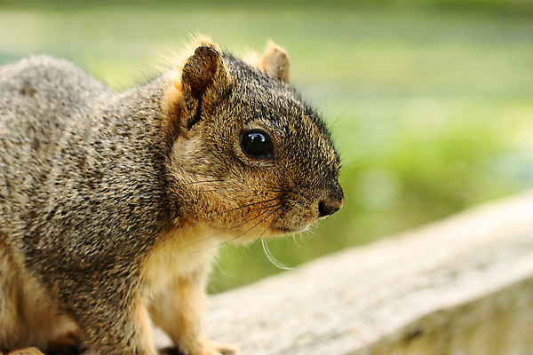 포토 JPG 해외이미지 나무 동물 얼굴 야생동물 음식 백그라운드 포유류 자연 생물 털 관리 앉기 사람없음 야외 초록색 여름 반려동물 갈색 회색 견과류 흰색 아기 쥐 설치류 먹이 모피 꼬리 다람쥐 땅콩 솜털 해외202004 해외포토 식물 계절 컬러 모션 사람 신체부위 생태계 파일형식 이미지허브