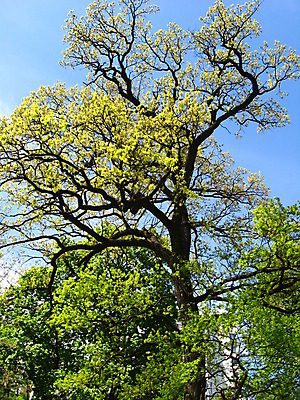 포토 JPG 해외이미지 나무 1 계절 공원 조각 백그라운드 잎 왕관 사람없음 목재 초록색 숫자 힘 봄 성장 흰색 실 숲 큼 심볼 옛날 해외202004 해외포토 식물 문자 공공시설 컬러 재료 크기 파일형식 이미지허브