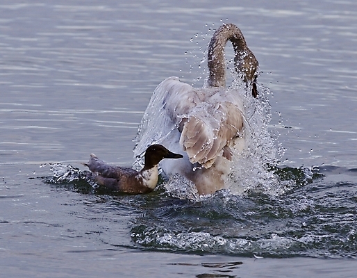 포토 JPG 해외이미지 백그라운드 캐나다 조류 오리 사람없음 검은색 수영 놀람 회색 흰색 닫기 큼 공격 무서움 만족 그림 싸움 백조 충격 고립 반응 해외202004 해외포토 동물 감정 컬러 북아메리카 모션 표정 수상스포츠 크기 파일형식 이미지허브