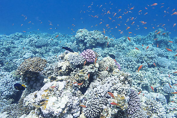 포토 JPG 해외이미지 동물 야생동물 바다 학교 아프리카 자연 이집트 어류 풍경 사람없음 물 파란색 바닷속 수중 거품 호주 잠수부 생태계 다이빙 인도네시아 태평양 홍해 인도양 몰디브 카리브해 깊이 해외202004 해외포토 자연요소 교육 나라 아시아 컬러 수영 수중동물 오세아니아 전문직 수중스포츠 파일형식 이미지허브