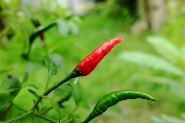 포토 JPG 해외이미지 나무 식물 음식 잎 농업 채소 자연 고추 피망 건강 사람없음 빨간색 초록색 농장 정원 맑음 수확 성장 신선 뜨거움 맛 향신료 유기농 원예 매움 후추 내추럴 오리지널 해외202004 해외포토 웰빙 산업 컬러 컨셉 날씨 취미 생태계 향미료 파일형식 이미지허브