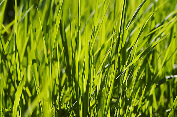 포토 JPG 해외이미지 백그라운드 자연 추상 사람없음 초록색 허브 묘사 질감 내추럴 해외202004 해외포토 식물 컬러 무늬 생태계 파일형식 이미지허브