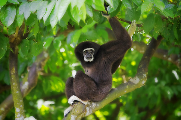 포토 JPG 해외이미지 나무 식물 동물 공원 아시아 야생동물 포유류 태국 사람없음 초록색 검은색 흰색 원숭이 황무지 숲 사파리 인도네시아 멸종 유인원 원시시대 말레이시아 이국적 전국 해외202004 해외포토 공공시설 나라 컬러 역사 파일형식 이미지허브