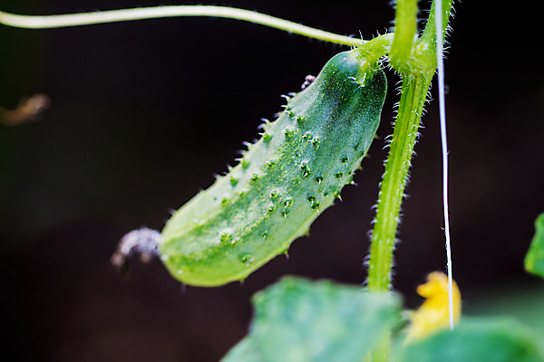 포토 JPG 해외이미지 식물 음식 잎 농업 채소 자연 오이 사람없음 초록색 여름 정원 식사 수확 성장 나뭇가지 신선 유기농 온실 세련 해외202004 해외포토 나무 웰빙 계절 산업 컬러 생태계 파일형식 이미지허브