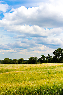 포토 JPG 해외이미지 구름 영어 밭 하늘 영국 풍경 사람없음 파란색 시골 농부 밀 언덕 해외202004 해외포토 자연요소 직업 문자 유럽 컬러 농업 곡류 파일형식 이미지허브