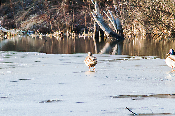 포토 JPG 해외이미지 동물 남자 물결 야생동물 백그라운드 날개 자연 조류 아침 오리 사람없음 야외 초록색 물 여름 파란색 빛 반려동물 강 농장 반사 평화 봄 거울 흰색 시골 연못 그룹 깃털 사냥 엽서 솜털 물새 청둥오리 내추럴 해외202004 해외포토 주간 자연요소 계절 컬러 컨셉 농업 사람 편지 생태계 파일형식 이미지허브