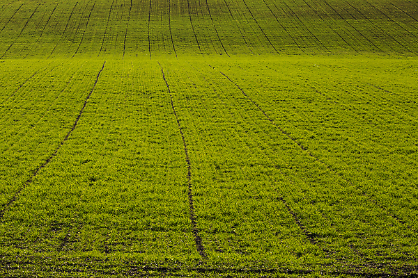 포토 JPG 해외이미지 식물 공원 백그라운드 밭 자연 풍경 사람없음 야외 초록색 화목 봄 성장 농촌 신선 조경 해외202004 해외포토 계절 공공시설 컬러 컨셉 농업 시골 생태계 파일형식 이미지허브