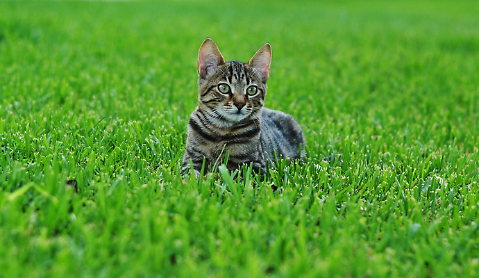 포토 JPG 해외이미지 동물 응시 시선 포즈 밭 장난 포옹 자연 수염 털 앉기 사람없음 야외 초록색 빛 반려동물 노란색 귀여움 정원 고양이 봄 줄무늬 자녀 표현 조직 달콤 쓰레기 작음 호기심 엽서 얼룩무늬 수의사 걸음마 유래 해외202004 해외포토 계절 감정 컬러 컨셉 무늬 농업 포유류 안기 모션 의사 맛 크기 편지 생태계 파일형식 이미지허브