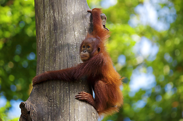포토 JPG 해외이미지 나무 동물 공원 야생동물 새끼 오렌지 장난 자연 동물원 사람없음 원숭이 숲 인도네시아 멸종 유인원 원시시대 말레이시아 해외202004 해외포토 멸종위기종 식물 공공시설 아시아 과일 포유류 역사 생태계 파일형식 이미지허브