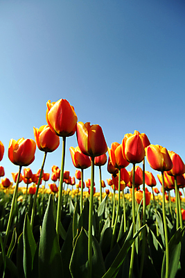 포토 JPG 해외이미지 꽃 잎 밭 오렌지 자연 사람없음 빨간색 초록색 여름 컬러풀 태양 봄 튤립 닫기 해외202004 해외포토 자연요소 식물 계절 컬러 농업 과일 모션 생태계 파일형식 이미지허브