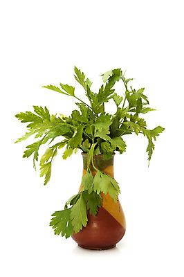 포토 JPG 해외이미지 식물 음식 잎 채소 재료 자연 파슬리 건강 요리 사람없음 초록색 흰색 나뭇가지 신선 고명 조미료 맛 먹기 허브 향신료 유기농 날것 향 내추럴 고립 채식주의자 비건 해외202004 해외포토 나무 웰빙 컬러 컨셉 모션 생태계 채식 향미료 파일형식 이미지허브