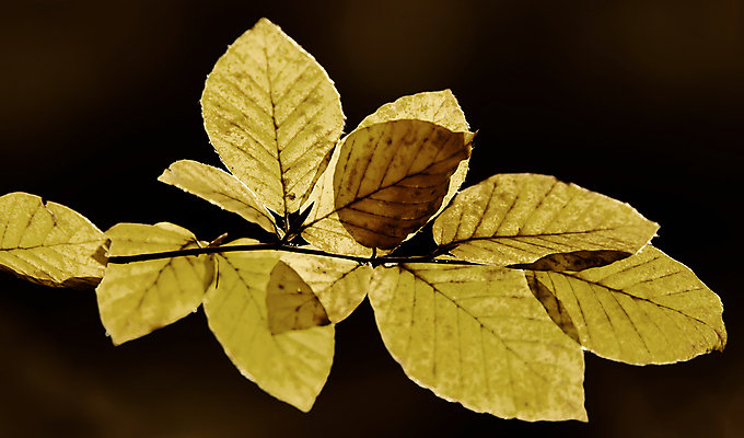 포토 JPG 해외이미지 나무 식물 계절 실루엣 백그라운드 잎 자연 사람없음 그래픽 장식 가을 나뭇가지 고립 해외202004 해외포토 촬영기법 생태계 파일형식 이미지허브