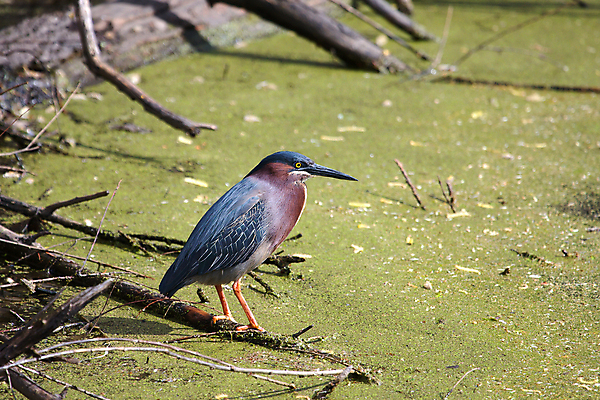 포토 JPG 해외이미지 나무 동물 공원 야생동물 날개 자연 조류 낚시 갈대 이끼 서기 사람없음 야외 빨간색 물 파란색 컬러풀 걷기 젖음 나뭇가지 연못 잡초 깃털 사냥 부리 통나무 해외202004 해외포토 자연요소 식물 공공시설 컬러 모션 레저 생태계 파일형식 이미지허브