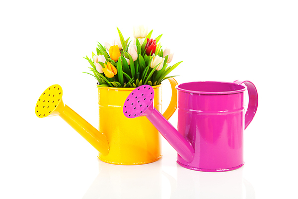 포토 JPG 해외이미지 꽃 분홍색 2 사람없음 컬러풀 노란색 튤립 캔 오브젝트 물주기 원예 고립 해외202004 해외포토 식물 컬러 모션 취미 파일형식 이미지허브