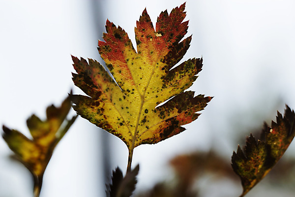 포토 JPG 해외이미지 나무 식물 구름 계절 공원 백그라운드 잎 오렌지 모션 자연 하늘 건조 기술 풍경 사람없음 야외 빨간색 파란색 빛 햇빛 태양 갈색 노란색 환경 맑음 침묵 일몰 활발 성장 가을 나뭇가지 시골 황금 숲 큼 장면 찢어짐 썩음 옛날 해외202004 해외포토 자연요소 공공시설 컬러 컨셉 과일 날씨 노을 소리 크기 생태계 파일형식 이미지허브