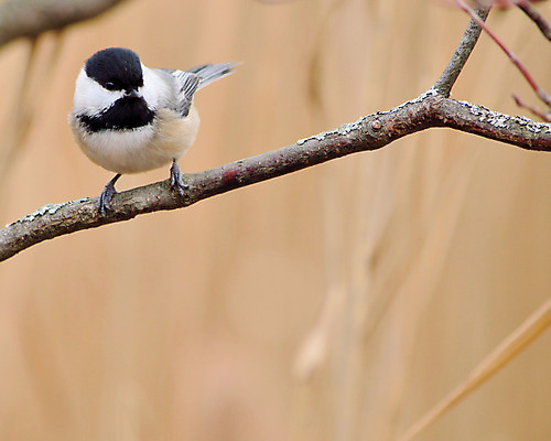 포토 JPG 해외이미지 야생동물 자연 조류 사람없음 야외 숲 해외202004 해외포토 동물 생태계 파일형식 이미지허브