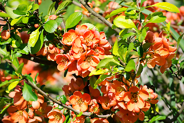 포토 JPG 해외이미지 나무 식물 꽃 봄꽃 사람없음 빨간색 개화 관목 해외202004 해외포토 컬러 봄 파일형식 이미지허브