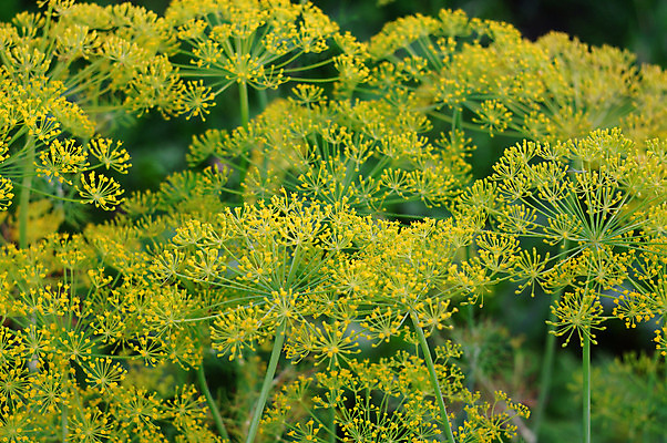 포토 JPG 해외이미지 식물 꽃 줄기 백그라운드 잎 꽃무늬 농업 채소 재료 자연 추상 씨앗 사람없음 야외 초록색 여름 약 농장 노란색 머리 정원 벚꽃 신선 양념 개화 허브 향신료 유기농 원예 보케 부드러움 향 내추럴 딜 블러 회향 많음 세련 해외202004 해외포토 웰빙 계절 산업 컬러 컨셉 무늬 의학 취미 신체부위 감각 생태계 향미료 파일형식 이미지허브