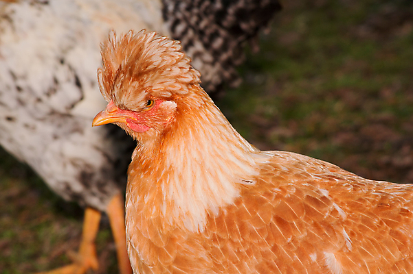 포토 JPG 해외이미지 동물 농업 자연 조류 사람없음 야외 농장 치킨 가축 시골 깃털 수탉 내추럴 밭일 암탉 해외202004 해외포토 산업 닭 암컷 수컷 생태계 닭고기요리 파일형식 이미지허브