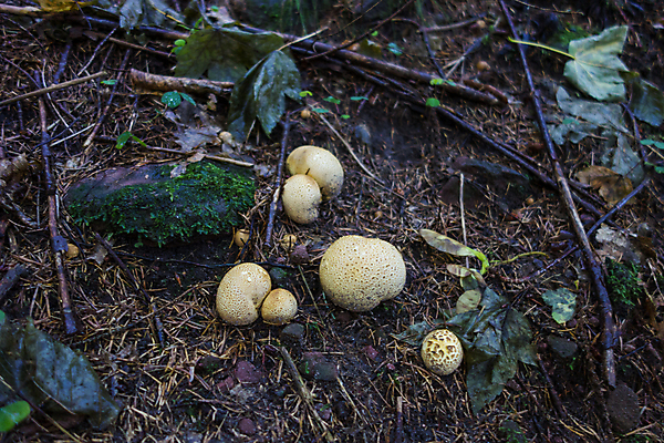 포토 JPG 해외이미지 식물 계절 음식 줄기 백그라운드 오렌지 재료 자연 이끼 사람없음 야외 초록색 여름 갈색 노란색 버섯 수확 성장 가을 흰색 신선 그룹 숲 위험 오브젝트 유기농 나무껍질 내추럴 곰팡이 식민지 캡모자 해외202004 해외포토 나무 모자_잡화 웰빙 컬러 컨셉 농업 과일 껍질 생태계 파일형식 이미지허브