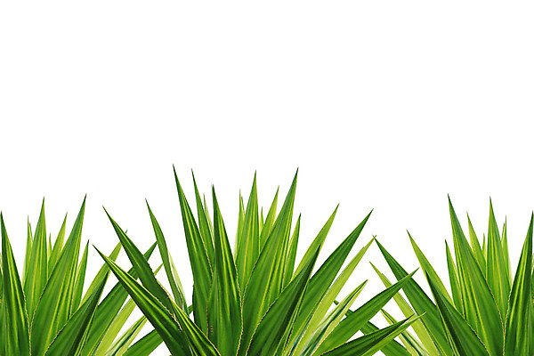 포토 JPG 해외이미지 멕시코 사람없음 피부관리 흰배경 테킬라 알로에 알로에베라 해외202004 해외포토 식물 백그라운드 북아메리카 주류 뷰티 흰색 파일형식 이미지허브