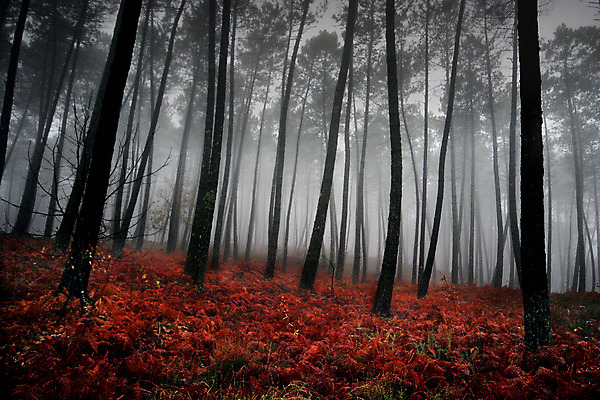 포토 JPG 해외이미지 나무 계절 공원 지구 여행 컨셉 잎 자연 아침 풍경 사람없음 야외 빨간색 빛 컬러풀 햇빛 평화 환경 침묵 고요 안개 가을 나뭇가지 시골 고독 숲 신비 포르투갈 심플 장면 10월 내추럴 뿌연 몽환 해외202004 해외포토 주간 식물 공공시설 감정 유럽 컬러 날씨 태양 소리 날짜 생태계 파일형식 이미지허브