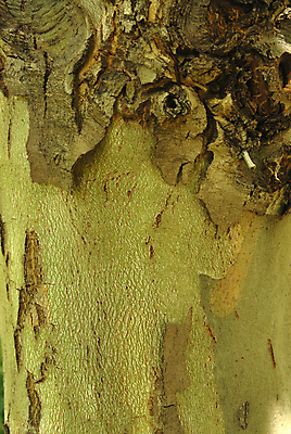 포토 JPG 해외이미지 나무 식물 계절 공원 열매 유럽 도로 낙엽 잎 자연 거리 사람없음 초록색 가을 묘사 꽃가루 잡종 내추럴 알레르기 대패 백신 플라타너스 해외202004 해외포토 공공시설 나라 길 컬러 의학 교통시설 질병 가루 생태계 파일형식 이미지허브