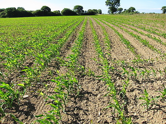 포토 JPG 해외이미지 식물 밭 농업 옥수수 사람없음 농작물 농장 흙 성장 시골 속도 밭일 줄서기 해외202004 해외포토 산업 모션 곡류 파일형식 이미지허브