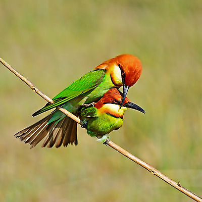 포토 JPG 해외이미지 동물 공원 아시아 야생동물 오렌지 태국 자연 조류 동양인 사람없음 야외 컬러풀 환경 깃털 짝짓기 동물상 해외202004 해외포토 공공시설 나라 컬러 과일 인종 조형물 생태계 파일형식 이미지허브