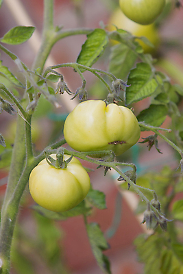 포토 JPG 해외이미지 식물 계절 음식 농업 토마토 채소 과일 재료 자연 건강 사람없음 빨간색 초록색 농작물 농장 정원 샐러드 성장 가을 대접 신선 칵테일 체리 시장 우아함 선택 맛 작음 수집 먹기 유기농 원예 포도나무 내추럴 숙성 온실 해외202004 해외포토 웰빙 산업 컬러 컨셉 모션 주류 취미 크기 과일나무 생태계 파일형식 이미지허브