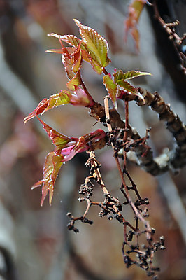 포토 JPG 해외이미지 식물 외관 계절 벽 백그라운드 잎 자연 날씨 주택 건조 사람없음 건물 빨간색 초록색 컬러풀 태양 갈색 와인 봄 수확 성장 바위 흰색 나뭇가지 덩굴 다발 복고 오르기 포도나무 아이비 시들음 그런지 옛날 해외202004 해외포토 자연요소 나무 건축물 컬러 농업 모션 주류 돌_바위 과일나무 생태계 파일형식 이미지허브
