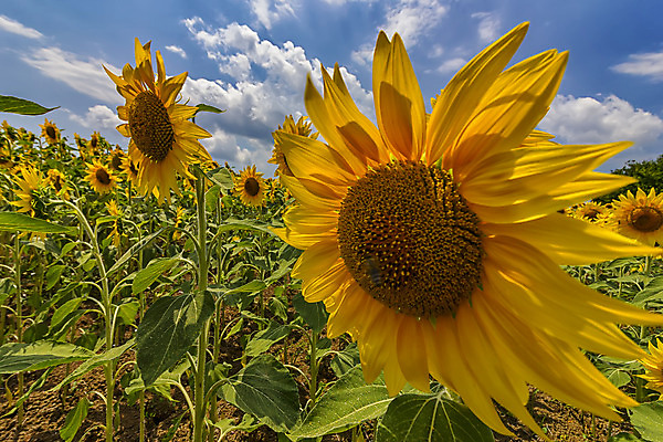 포토 JPG 해외이미지 식물 계절 꽃 산업 백그라운드 잎 꽃무늬 밭 농업 자연 벽지 하늘 바람 해바라기 씨앗 풍경 사람없음 야외 가로 초록색 여름 파란색 빛 컬러풀 햇빛 농장 노란색 환경 정원 맑음 활발 수확 성장 벚꽃 시골 신선 개화 닫기 배열 유기농 내추럴 해외202004 해외포토 자연요소 웰빙 컬러 컨셉 무늬 모션 날씨 태양 생태계 파일형식 이미지허브