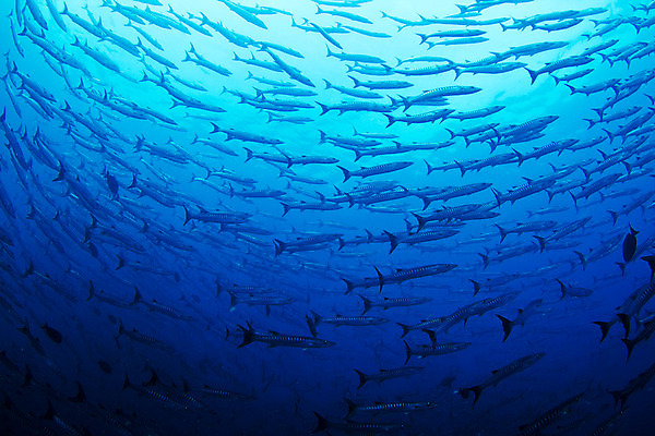 포토 JPG 해외이미지 동물 교육 바다 여행 학교 낚시 어류 사람없음 물 수중 중앙아메리카 큼 다이빙 육식동물 지느러미 암초 깊이 코스타리카 해외202004 해외포토 자연요소 레저 아메리카 수영 수중동물 크기 수중스포츠 파일형식 이미지허브
