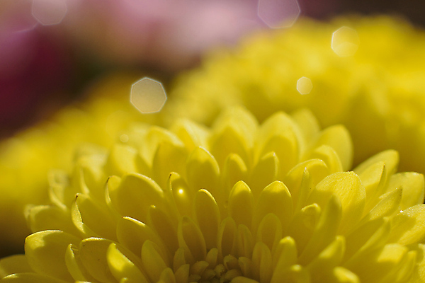 포토 JPG 해외이미지 식물 꽃잎 꽃 백그라운드 꽃무늬 자연 추상 발렌타인데이 사랑 사람없음 가로 여름 햇빛 노란색 활발 벚꽃 흰색 물방울 신선 이슬 질감 보케 부드러움 내추럴 고립 그리너리 해외202004 해외포토 계절 감정 컬러 컨셉 무늬 데이이벤트 태양 감각 생태계 파일형식 트랜드컬러 이미지허브