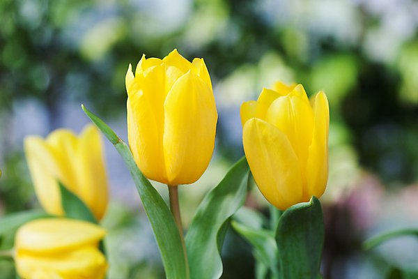 포토 JPG 해외이미지 식물 꽃잎 꽃 꽃다발 꽃무늬 태국 자연 휴가 발렌타인데이 사람없음 세로 초록색 여름 노란색 귀여움 봄 튤립 벚꽃 생일 개화 우아함 배열 우수 해외202004 영광군 해외포토 계절 기념일 아시아 컬러 컨셉 무늬 데이이벤트 전라남도 절기 생태계 파일형식 이미지허브