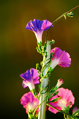 포토 JPG 해외이미지 꽃 하늘 사람없음 여름 파란색 햇빛 정원 봄 벚꽃 구부린 포도나무 봉 해외202004 해외포토 식물 계절 컬러 모션 태양 과일나무 파일형식 이미지허브