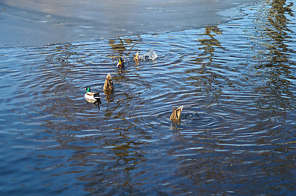 포토 JPG 해외이미지 동물 라이프스타일 호수 어린이 가족 자연 조류 엄마 오리 풍경 사람없음 아웃포커스 세로 물 파란색 강 컬러풀 수영 자녀 연못 깃털 부리 우크라이나 카피스페이스 해외202004 해외포토 자연요소 유럽 컬러 관계 촬영기법 사람 생활 공백 수상스포츠 생태계 파일형식 이미지허브