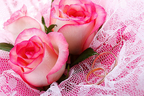 포토 JPG 해외이미지 식물 디자인 커플 꽃잎 꽃 분홍색 꽃다발 결혼 백그라운드 2 꽃무늬 자연 결혼식 함께함 선물 사랑 사람없음 초록색 장미 활발 벚꽃 흰색 축하 신선 반지 쌍 황금 다발 심볼 질감 약혼 내추럴 해외202004 해외포토 감정 컬러 컨셉 무늬 장신구 관계 이벤트 생태계 약속 파일형식 이미지허브