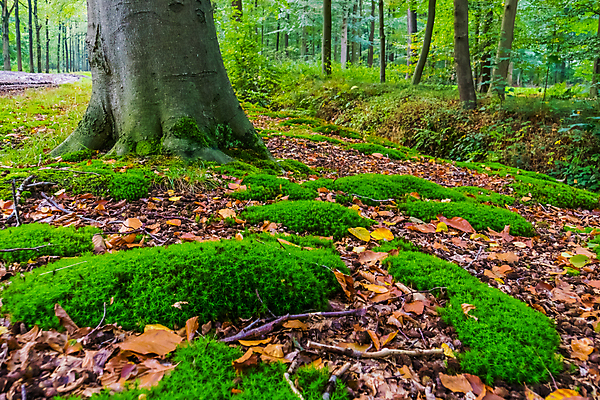 포토 JPG 해외이미지 나무 식물 계절 유럽 별 백그라운드 잎 자연 종류 이끼 풍경 사람없음 초록색 성장 황금 숲 큼 네덜란드 뿌리 장면 캡모자 코스모폴리탄 해외202004 해외포토 자연요소 모자_잡화 나라 컬러 칵테일 크기 생태계 파일형식 이미지허브