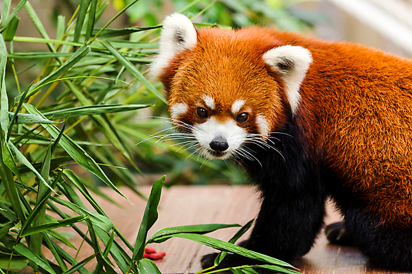 포토 JPG 해외이미지 주간 한마리 잎 사람없음 야외 아웃포커스 귀여움 레서판다 해외202004 해외포토 자연요소 식물 1 컨셉 포유류 촬영기법 파일형식 이미지허브