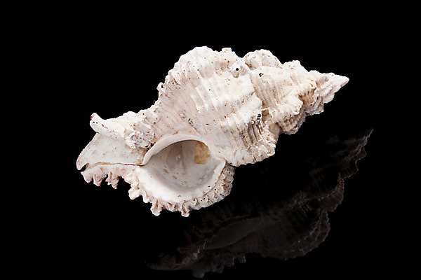 포토 JPG 해외이미지 모양 1 바다 백그라운드 패턴 자연 휴가 조개 생물 나선형 사람없음 장식 여름 검은색 소용돌이 껍질 흰색 소라 자르기 오브젝트 싱글 질감 기념품 고립 해외202004 해외포토 계절 컬러 무늬 모션 어패류 회오리 생태계 파일형식 이미지허브