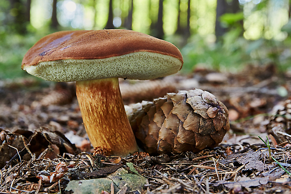 포토 JPG 해외이미지 식물 계절 음식 채소 재료 자연 건강 요리 사람없음 목재 초록색 여름 갈색 환경 주방 버섯 가을 흰색 신선 만 맛 숲 먹기 묘사 유기농 날것 내추럴 곰팡이 그물버섯 식용 채식주의자 캡모자 해외202004 해외포토 나무 모자_잡화 웰빙 컬러 컨셉 모션 생태계 채식 파일형식 이미지허브