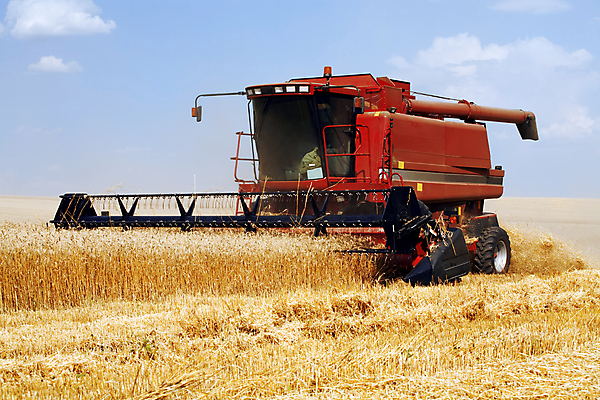 포토 JPG 해외이미지 식물 구름 음식 줄기 백그라운드 밭 농업 자연 하늘 옥수수 씨앗 풍경 사람없음 야외 여름 파란색 농작물 햇빛 농장 노란색 환경 기계 수확 성장 가을 시골 작업 황금 결합 낟알 땅 자르기 시리얼 밀 유기농 조경 보리 먼지 장면 트랙터 밀짚 숙성 호밀 수평선 해외202004 해외포토 자연요소 웰빙 계절 산업 컬러 모션 곡류 태양 짚 농기계 생태계 특수차량 파일형식 이미지허브