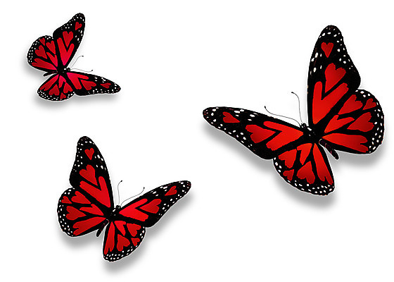 포토 JPG 해외이미지 나비 날개 불 발렌타인데이 3 선물 사랑 사람없음 빨간색 여름 빛 컬러풀 노란색 검은색 봄 흰색 하트 축하 그룹 편지 수집 싱글 내추럴 2월 고립 무료 해외202004 해외포토 자연요소 모양 계절 감정 컬러 곤충 컨셉 데이이벤트 날짜 파일형식 이미지허브