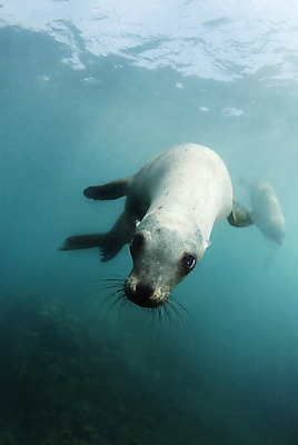 포토 JPG 해외이미지 동물 한마리 바다 섬 여행 이동 장난 포유류 모션 놀이 표면 휴가 사람없음 물 파란색 갈색 머리 수중 수영 암석 산호 잠수부 물개 아래 호기심 다이빙 각도 캘리포니아 태평양 쉬는시간 해외202004 해외포토 자연요소 1 감정 컬러 컨셉 휴식 신체부위 미국 바다동물 돌_바위 수상스포츠 자포동물 전문직 방향 위치 수중스포츠 파일형식 이미지허브