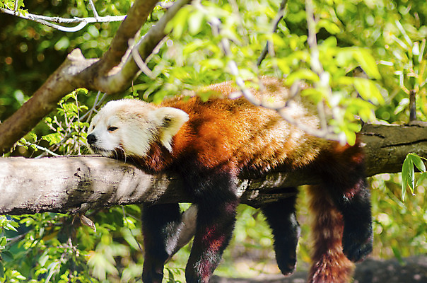 포토 JPG 해외이미지 나무 아시아 야생동물 곰 포유류 자연 불 휴식 털 매달리기 피곤 가면 사람없음 야외 옆모습 빨간색 빛 갈색 환경 고양이 중국 코트 흰색 나뭇가지 잠 달콤 숲 판다 수줍음 대나무 꼬리 여우 육식동물 네팔 멸종 서식지 내추럴 동물상 생태학 혼자 히말라야 해외202004 해외포토 자연요소 식물 동물 교육 감정 나라 뷰포인트 컬러 컨셉 모션 반려동물 조형물 외투 맛 생태계 파일형식 산맥 이미지허브