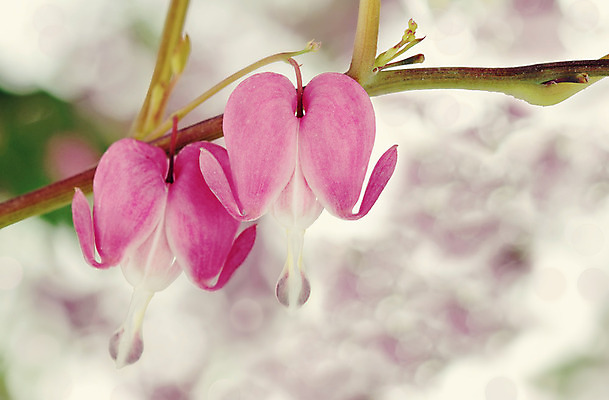 포토 JPG 해외이미지 모양 꽃 분홍색 자연 매달리기 사람없음 야외 가로 초록색 정원 봄 벚꽃 하트 소프트포커스 원예 보케 블러 영원 파스텔톤 해외202004 해외포토 식물 계절 컬러 모션 촬영기법 취미 생태계 파일형식 이미지허브