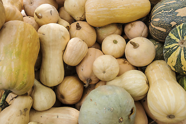 포토 JPG 해외이미지 식물 계절 음식 줄기 백그라운드 밭 농업 채소 오렌지 자연 호박 휴가 건강 사람없음 장식 초록색 컬러풀 농장 노란색 정원 할로윈 수확 가을 대접 신선 작음 큼 11월 유기농 질감 날것 박 스쿼시 10월 내추럴 미니 숙성 채식주의자 해외202004 해외포토 웰빙 산업 스포츠 컬러 과일 구기 날짜 크기 생태계 채식 파일형식 이미지허브