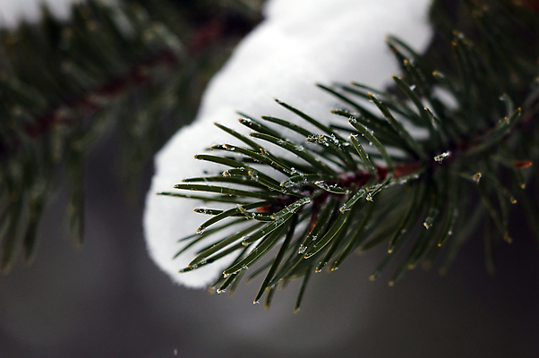 포토 JPG 해외이미지 나무 식물 계절 크리스마스 겨울 자연 휴가 사람없음 야외 얼음 추위 흰색 나뭇가지 소나무 닫기 묘사 전나무 해외202004 해외포토 자연요소 기념일 컬러 모션 생태계 파일형식 이미지허브